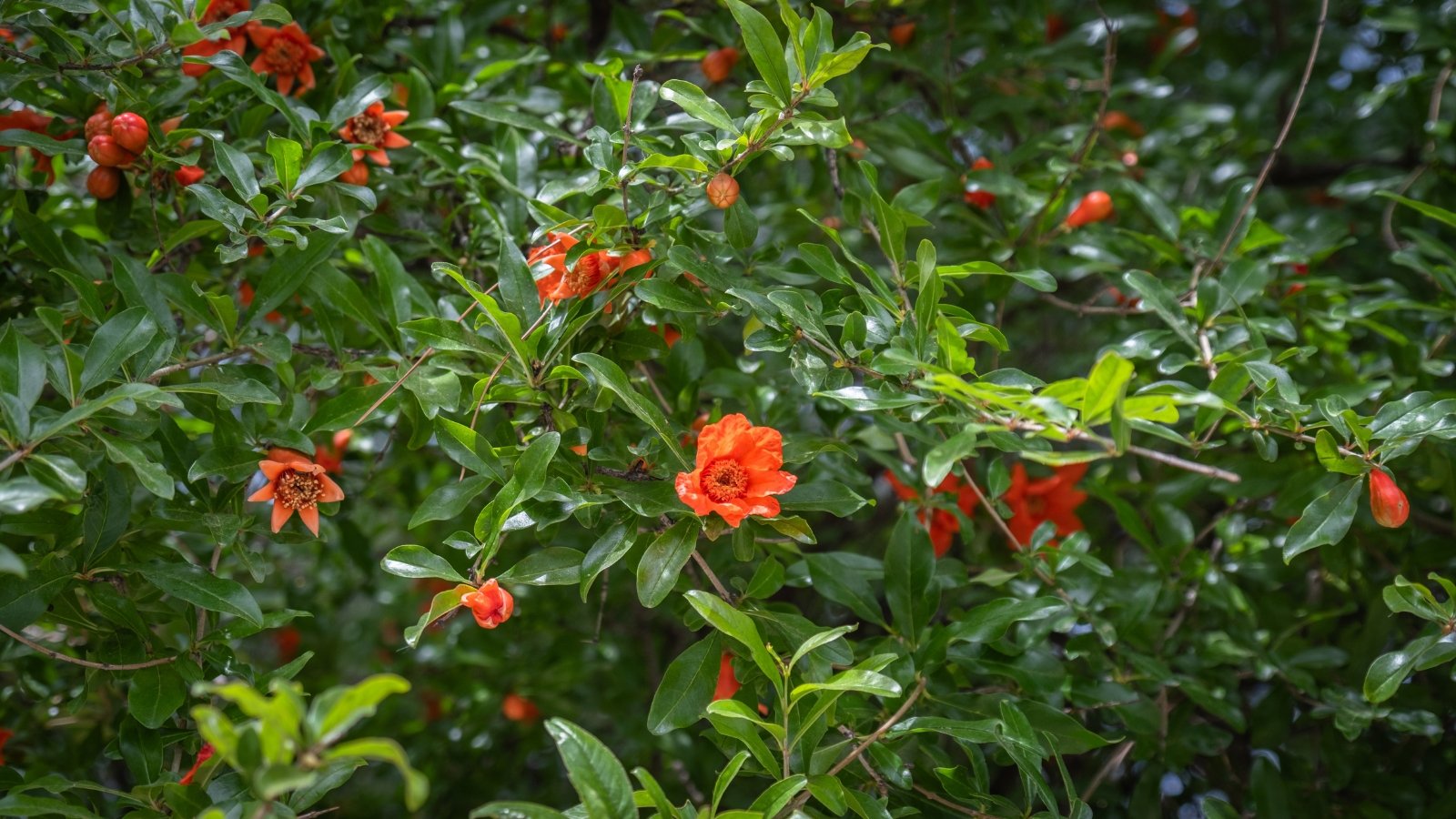 The tree is adorned with striking crimson blooms, standing out against its dense, dark green foliage.