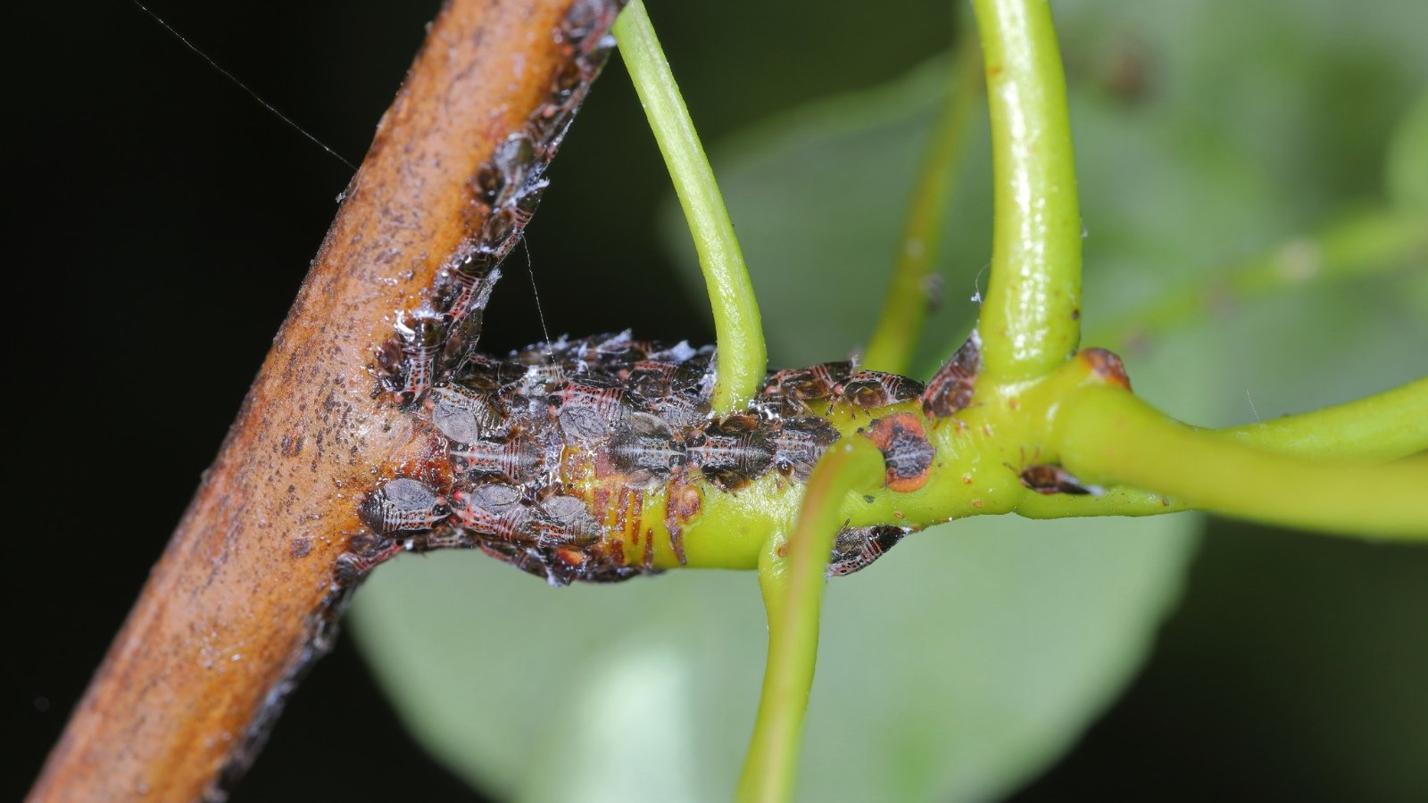 Small, green aphids densely cover the stem and surrounding leaves of the plant, sucking nutrients from the tender tissue. The stems appear swollen and slightly discolored where the insects gather, while the adjacent leaves show signs of curling and stress from the infestation.