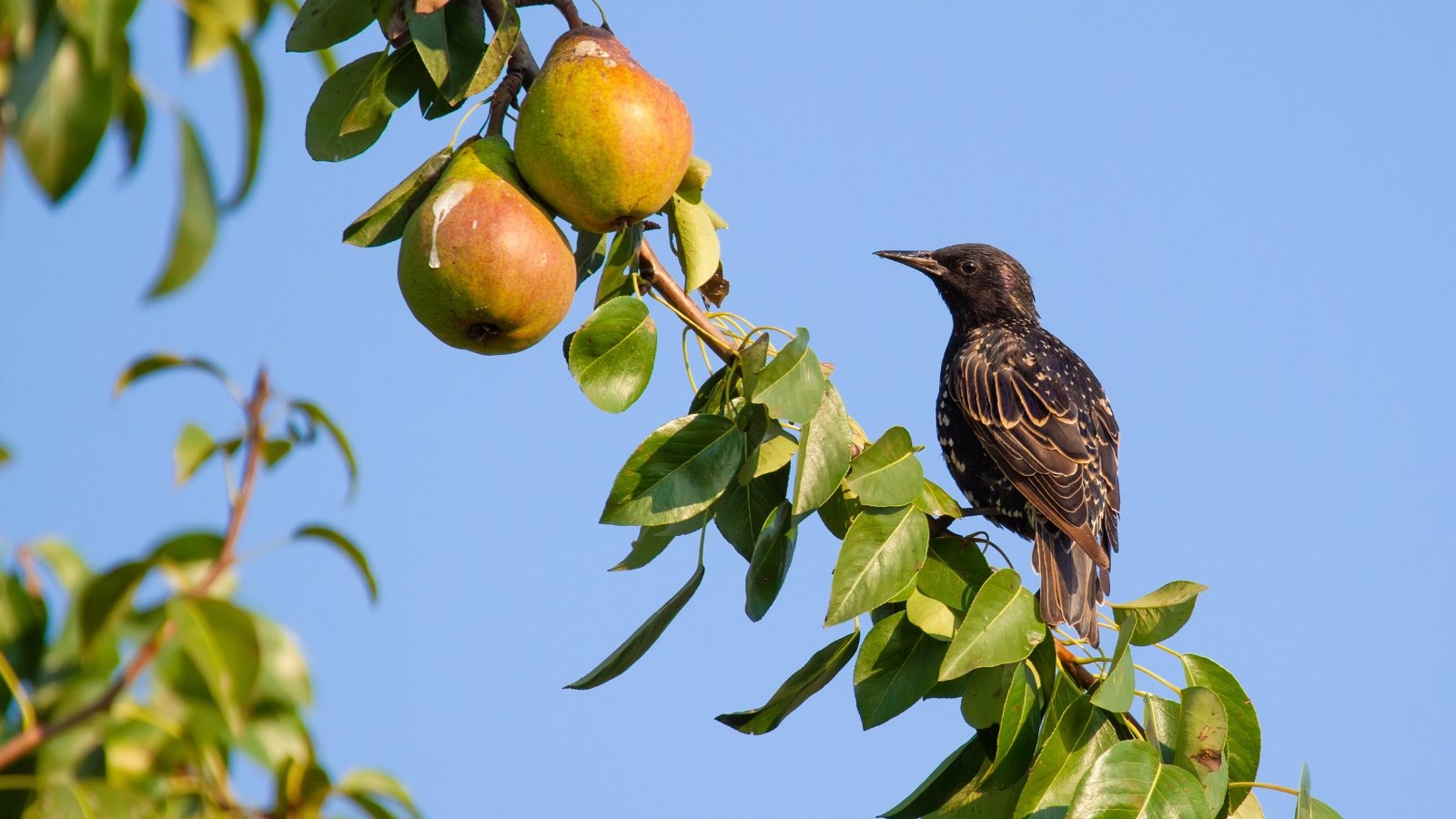 A European Starling (Sturnus vulgaris), with its glossy black feathers, is perched on a branch heavy with orange-yellow fruits. The deep blue sky forms a backdrop, highlighting the bird's presence amidst the ripening fruits and green foliage.