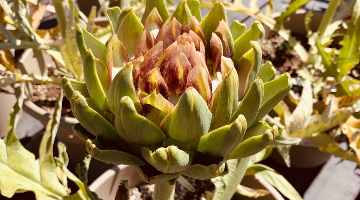 Close up of the bud of an artichoke beginning to open up, with the thick, toothed green leaves revealing thinner, more delicate leaves that are deep red with yellow centers. The sun shines bright on the container garden. 