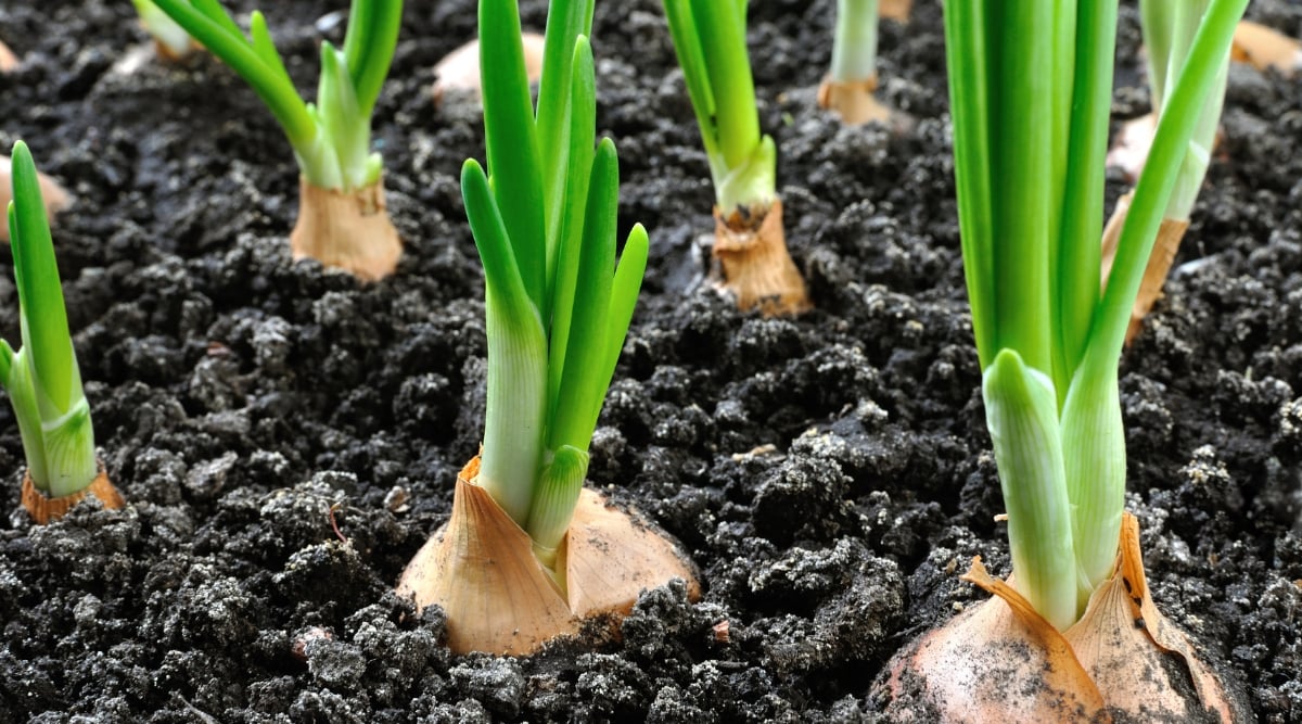 A close-up of brown-skinned onions, harvested and arranged neatly on a bed of dark, rich soil. Green leaks emerge from the onions.
