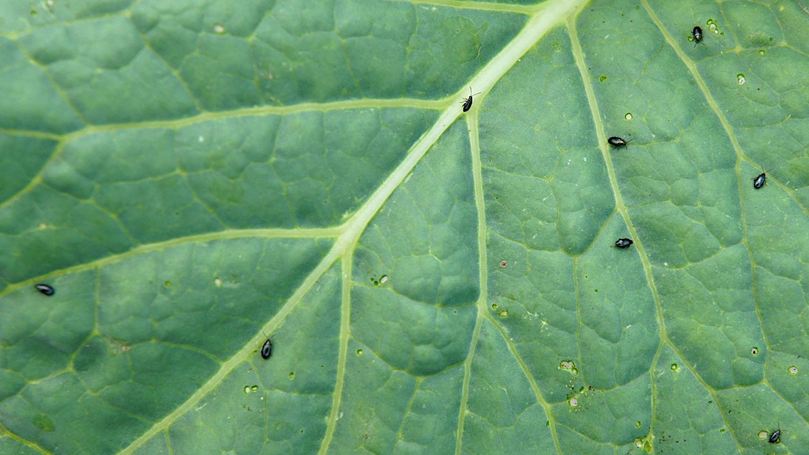 Close-up of small, shiny flea beetles clustered on a cabbage leaf, causing tiny, irregular holes in the green foliage.