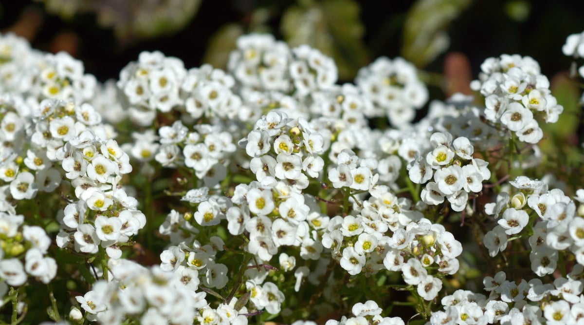 A rich profusion of white asylum flowers, each featuring a sunny yellow center, creating a striking contrast against the green foliage. The leaves of the plant are almost obscured by the profusion of white asylum flowers.
