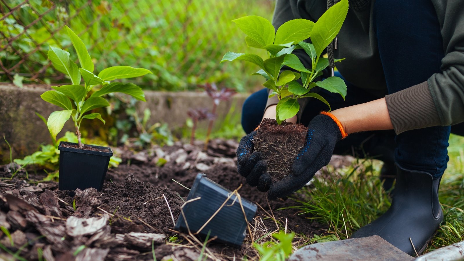 A gardener in black gloves places a young sapling into freshly dug soil. The plant has large, dark green leaves and a thick stem, and nearby, other small plants are growing amidst the earthy, rich garden bed.