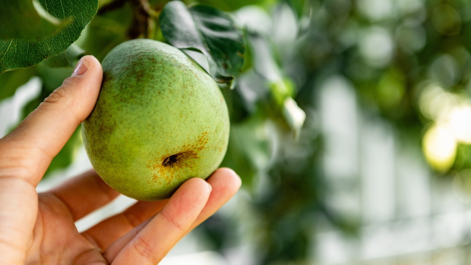 A hand gently grasping a smooth, round green fruit, flecked with brown spots and slight imperfections, growing among dark green leaves with visible veins, slightly wilted at the edges.