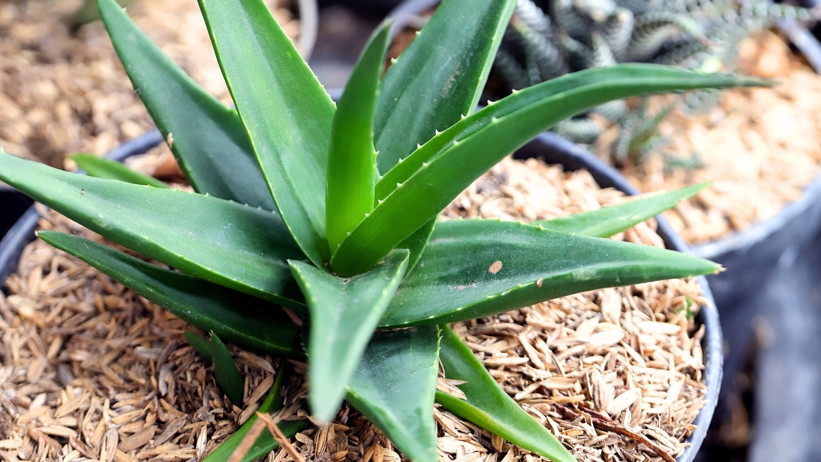 Close-up of a young potted Aloe Vera plant with dark green, succulent leaves edged with small sharp spines, sitting atop a layer of mulch made of thin, translucent, flaky shells.
