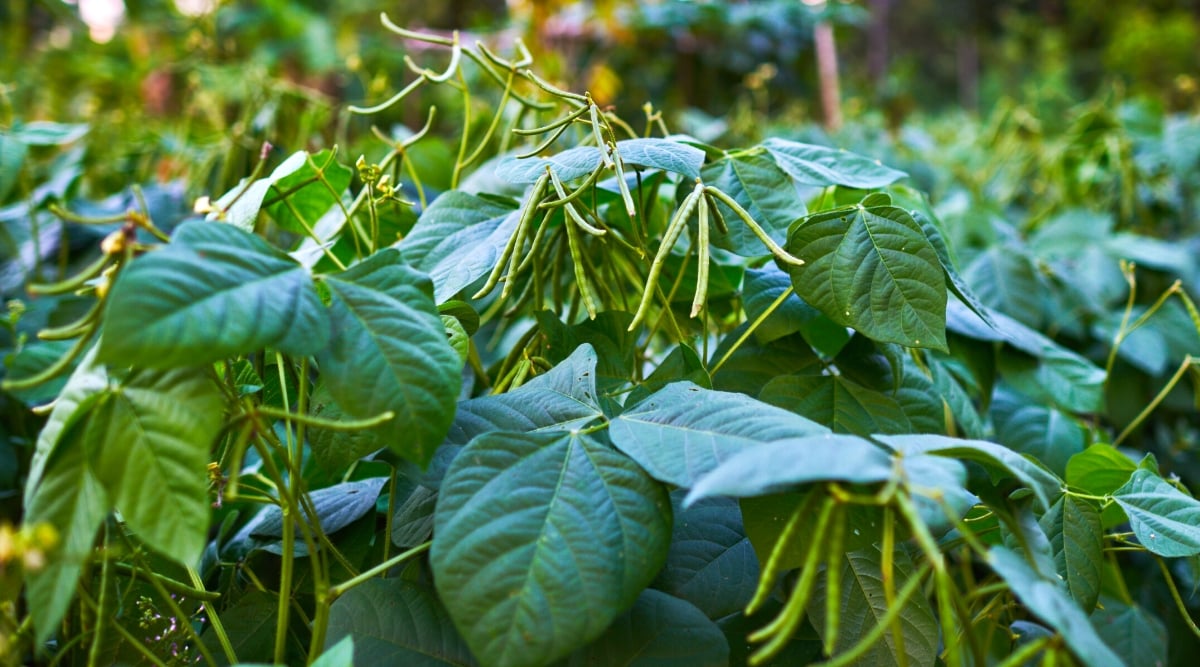 Close-up of a bean bush in the garden. This annual plant produces climbing stems and lush dark green foliage. The leaves have a characteristic trifoliate shape, which means that each leaf is divided into three leaflets. Leaflets are wide, heart-shaped, with pointed tips. Bean fruits are elongated pods containing edible seeds. The pods are thin, long, green,