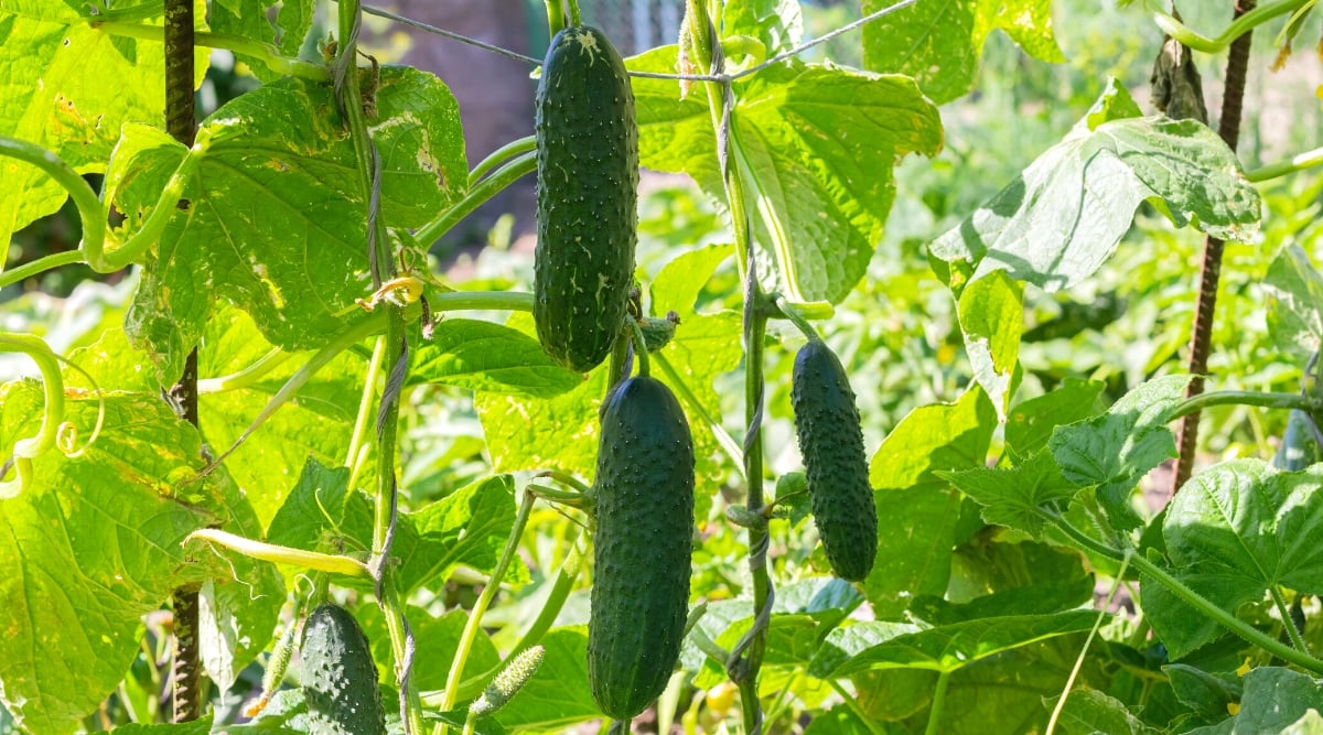 Close-up of ripe cucumber fruits in a sunny garden. The cucumber plant produces hanging vines with large, heart-shaped leaves. They are dark green and covered with fine hairs on the surface. The fruits are medium, cylindrical in shape, with a smooth and thin green skin and with pimples.