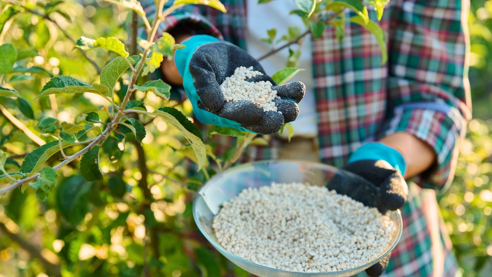 Close-up of a female gardener in black and blue gloves holding a glass bowl filled with white granular fertilizer near young apple trees.
