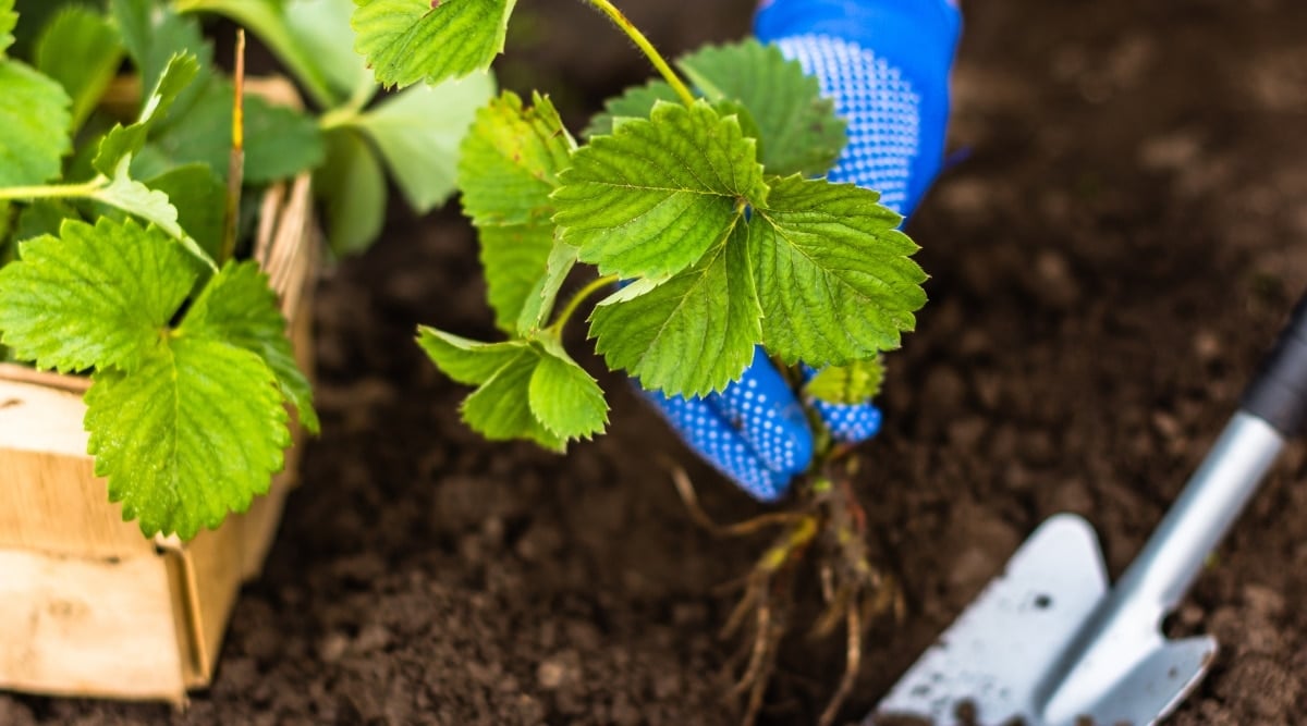 A gardener wearing blue gloves is seen planting a strawberry plant in brown soil using a small shovel. The plant is potted and its leaves are large and green, with serrated edges. 