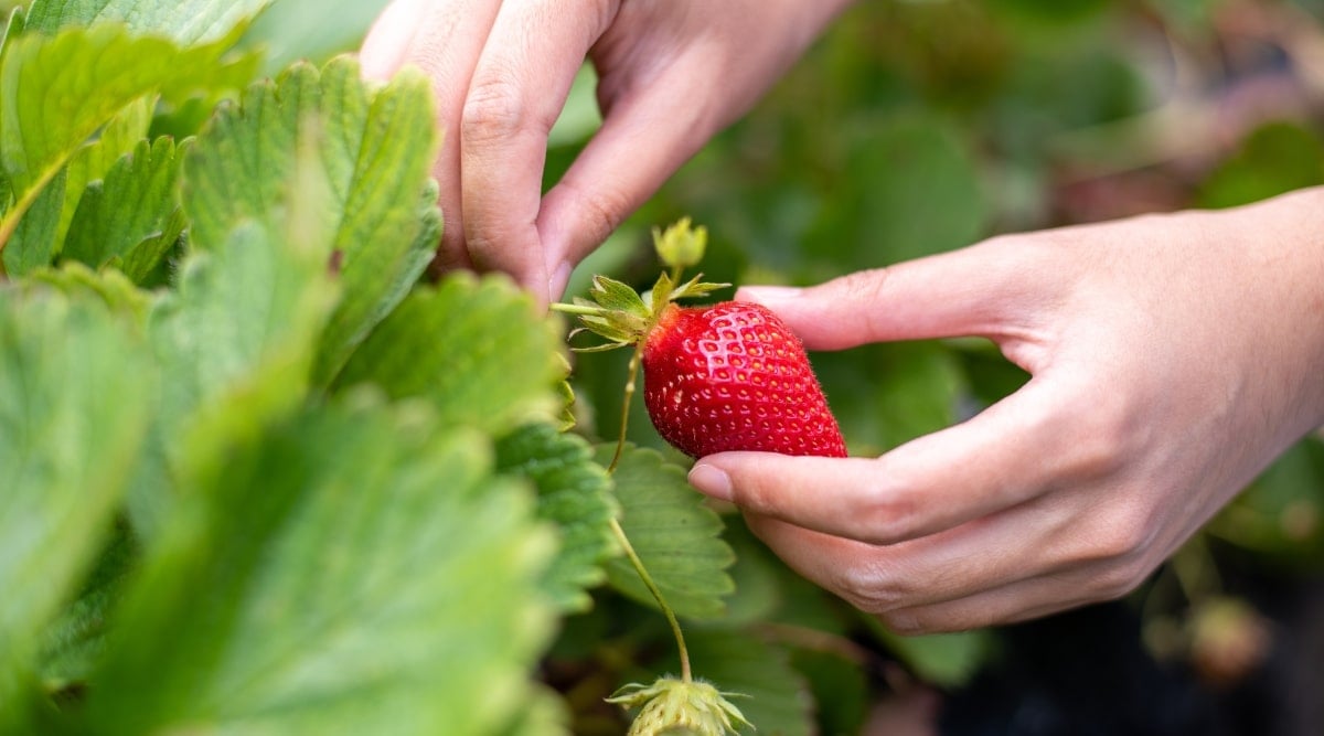 Close-up of a man delicately picking a vibrant red strawberry from a patch. The strawberry looks ripe and juicy, with a glossy surface and small seeds visible on its surface. The leaves surrounding the fruit are healthy, slightly jagged, and green in color.