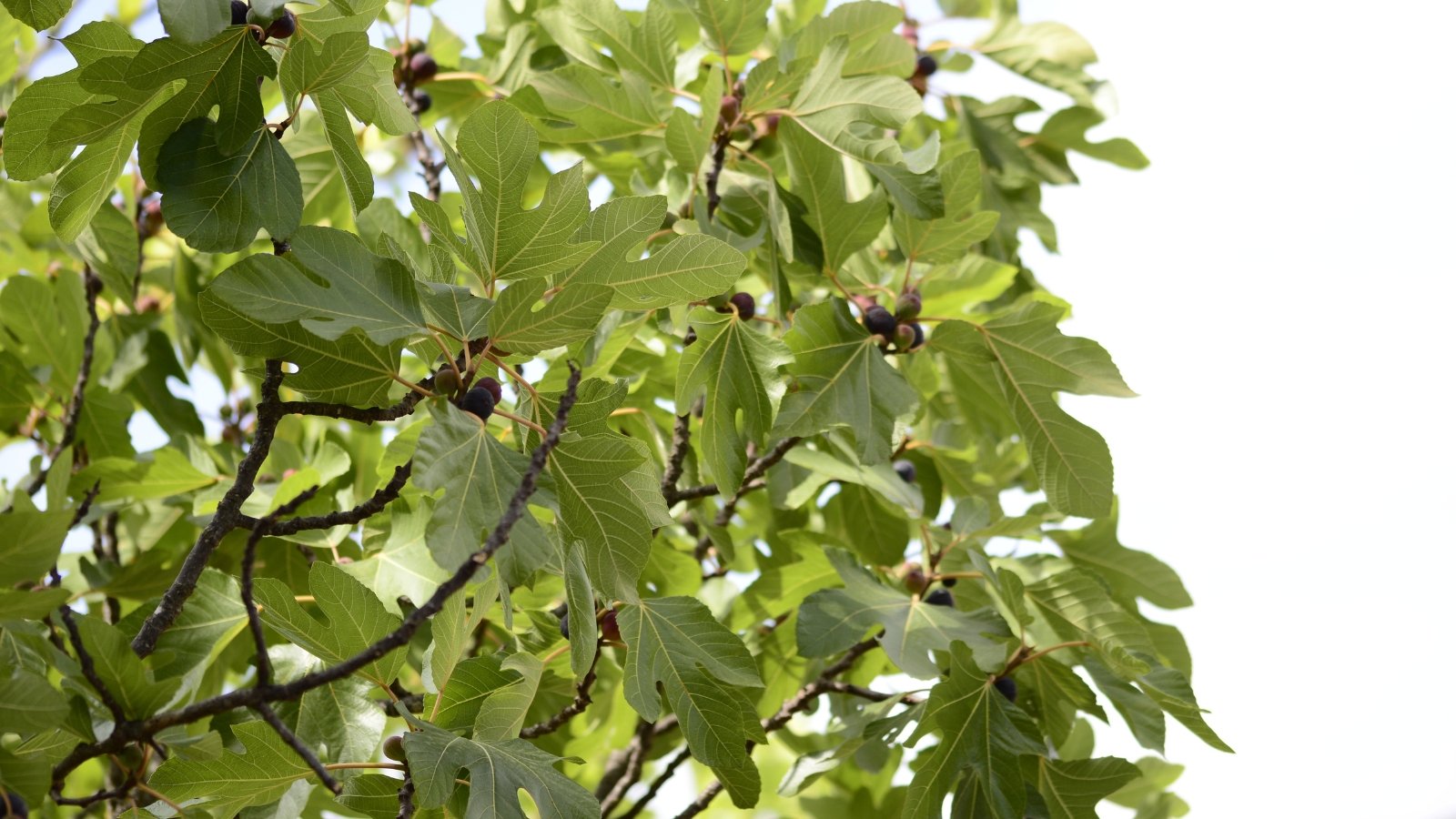 A dense arrangement of wide green leaves hangs from branches in a well-lit area.