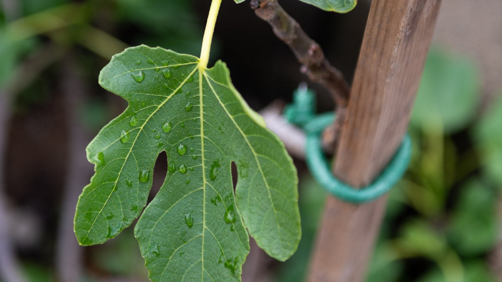 A young plant with vibrant green leaves is securely attached to a wooden stake with a green tie.