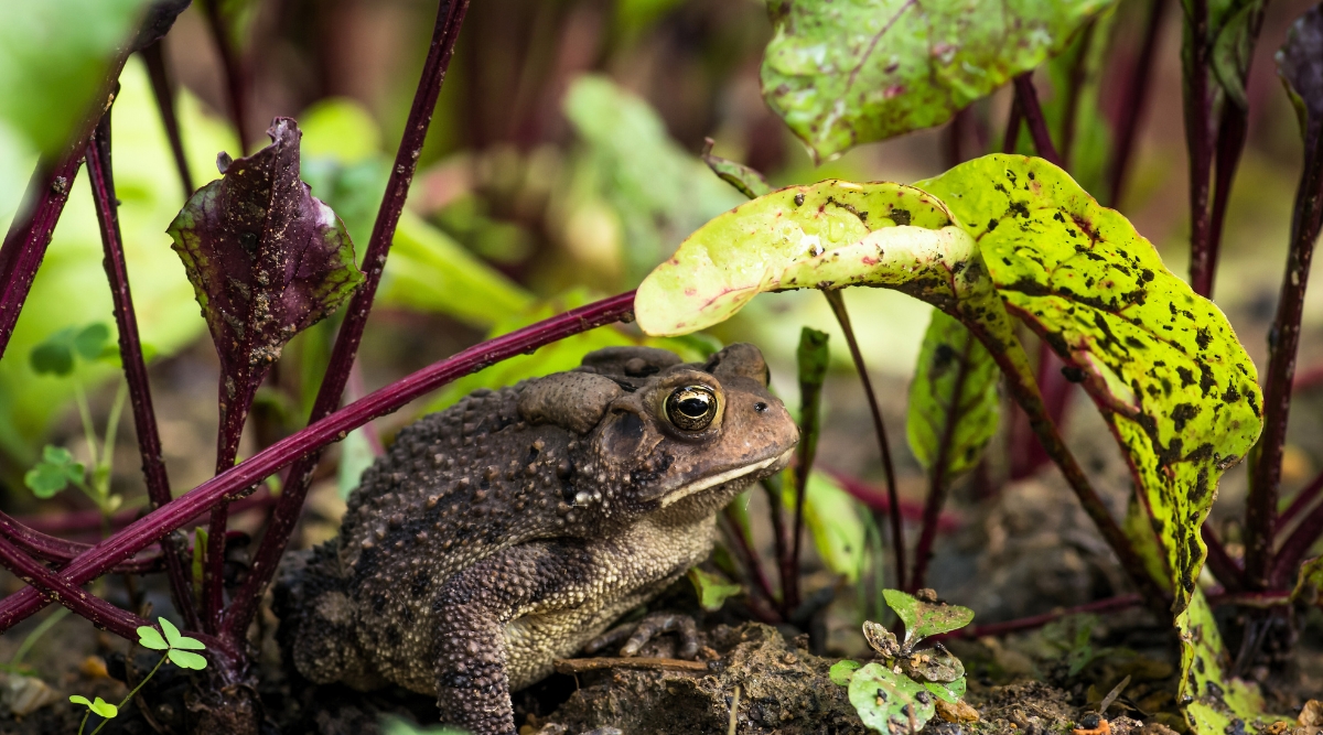 Brown American toad on the ground, using beet leaves as shade.