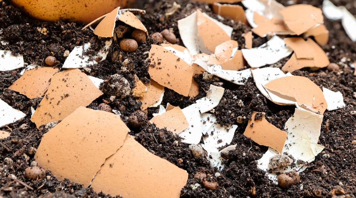 Crushed egg shells spread over the soil to deter unwanted insects that will harm the plants.