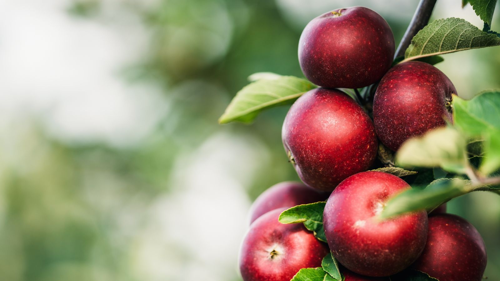 A bundle of vibrant red fruits of Red Delicious, appearing to have marks on their surface with a blurry background looking white and green