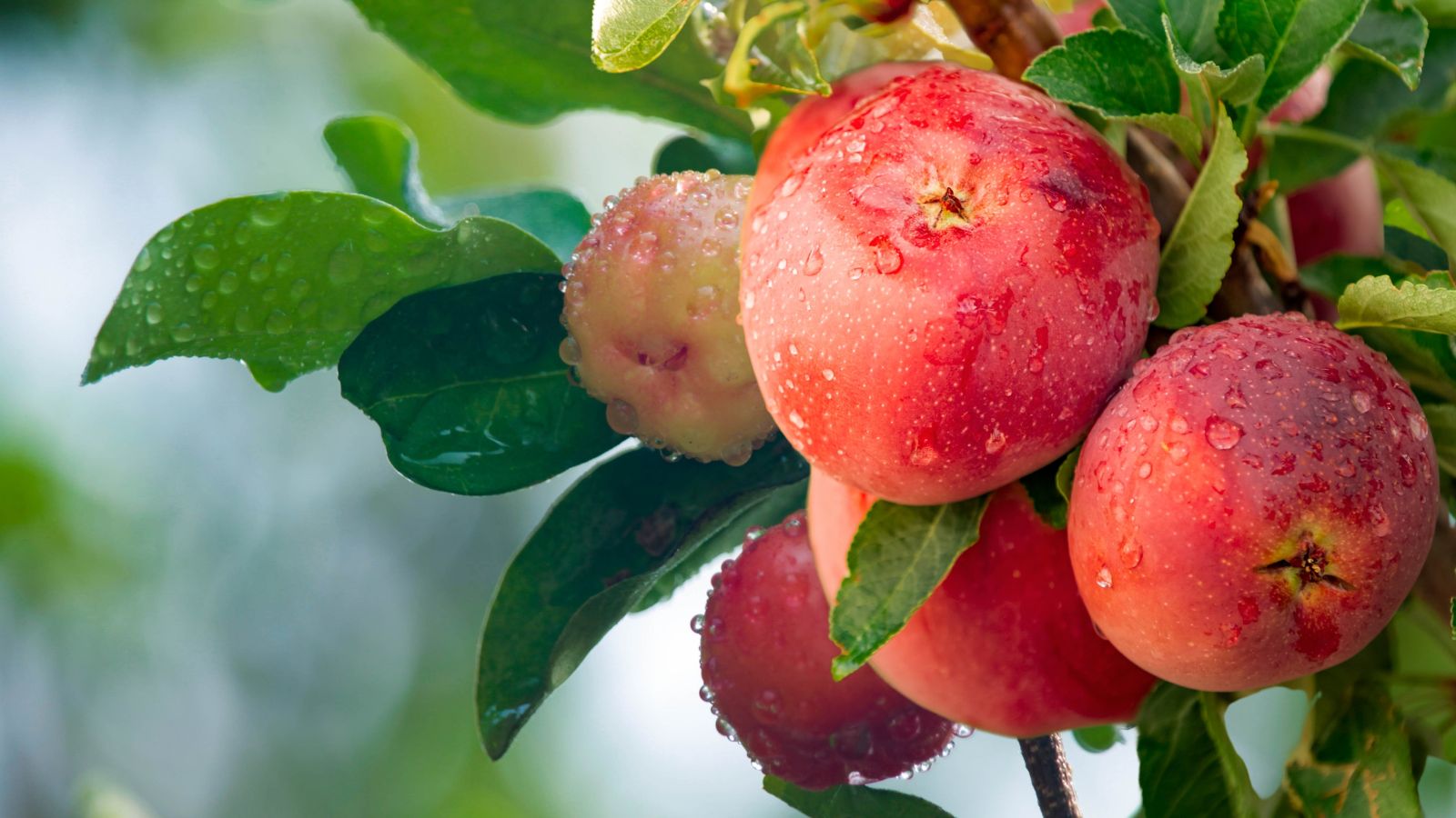 A bundle of red Opalescent fruits with round shape appearing damp having water droplets on their skin, surrounded by vivid green leaves