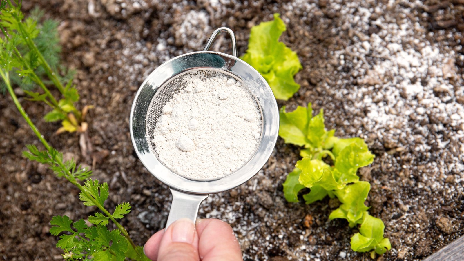 Close-up of a hand holding a sieve filled with Diatomaceous earth and spreading it onto the soil around young lettuce and carrot seedlings.