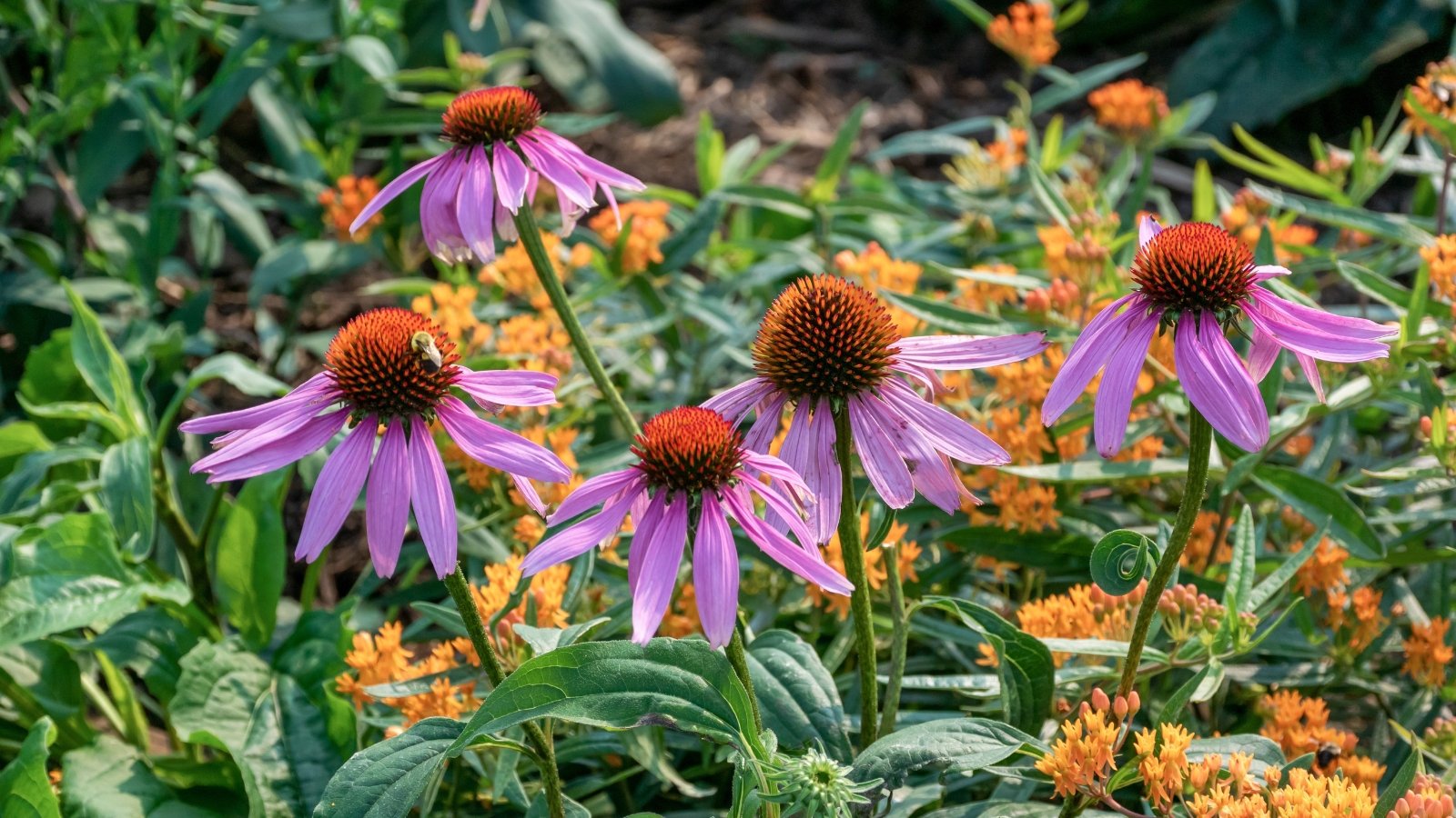 Purple coneflowers stand tall and vibrant, surrounded by a tapestry of diverse blooms and lush green foliage in a garden setting.