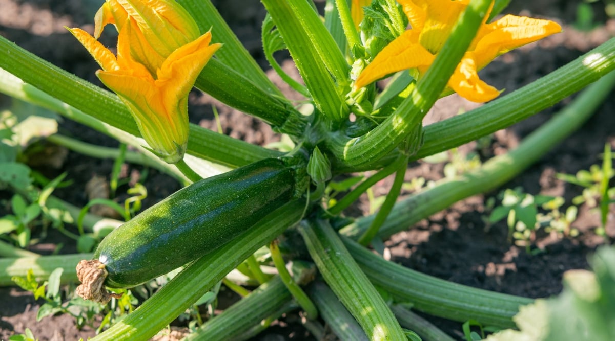 A thriving zucchini plant reveals vibrant green leaves and stems, showcasing the plant's robust growth. Delicate yellow flowers adorn the plant, promising the future harvest of fresh zucchinis. Sturdy branches extend gracefully, providing support for the burgeoning vegetables in the rich brown soil.
