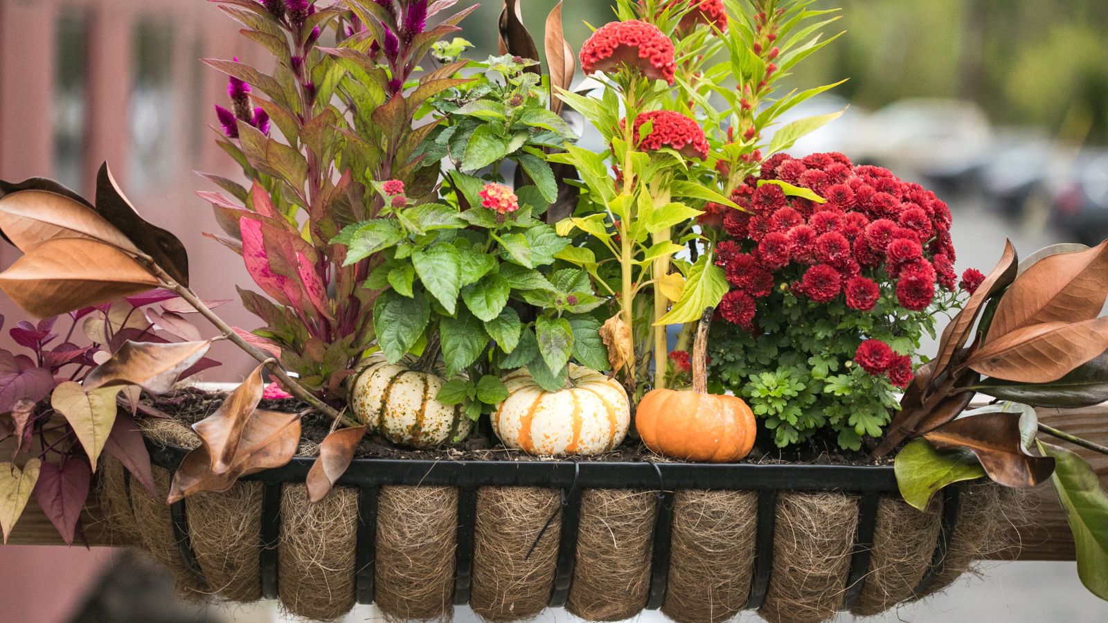 A focused shot of a hanging planter box lined with a straw-like potting mix with various plants and flowers in an area outdoors