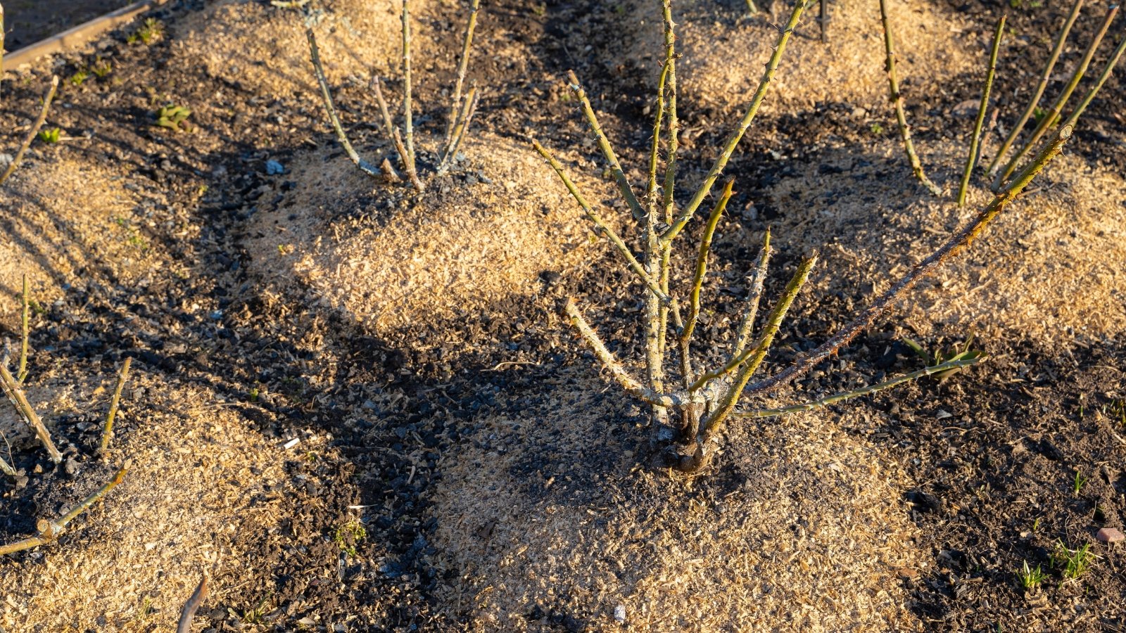 Rose bushes with neatly trimmed stems are surrounded by a thick layer of light-colored sawdust mulch, accentuating their bare, pruned branches.
