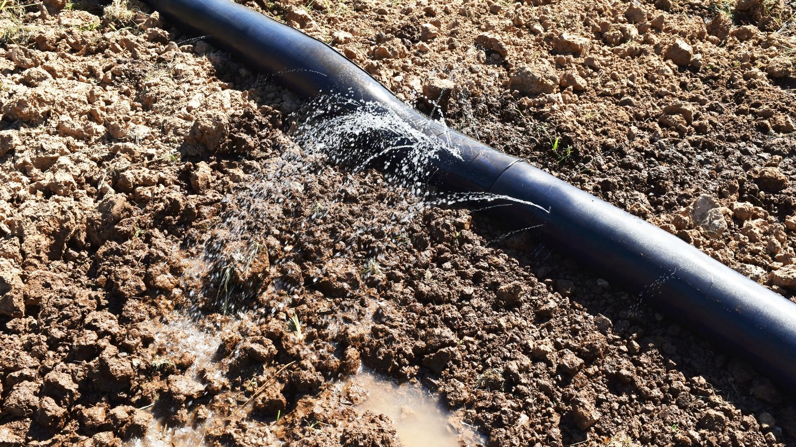 Close-up of a black hose spraying water onto the soil in a sunny garden.
