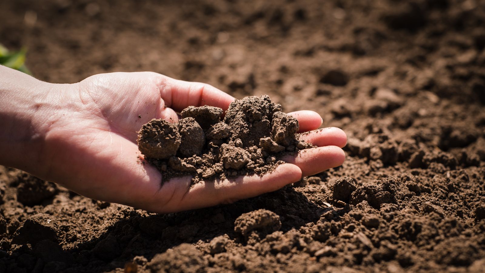 A close-up shot of a person's hand holding a pile of nutrient-rich, and well-draining soil in a well lit area outdoors.