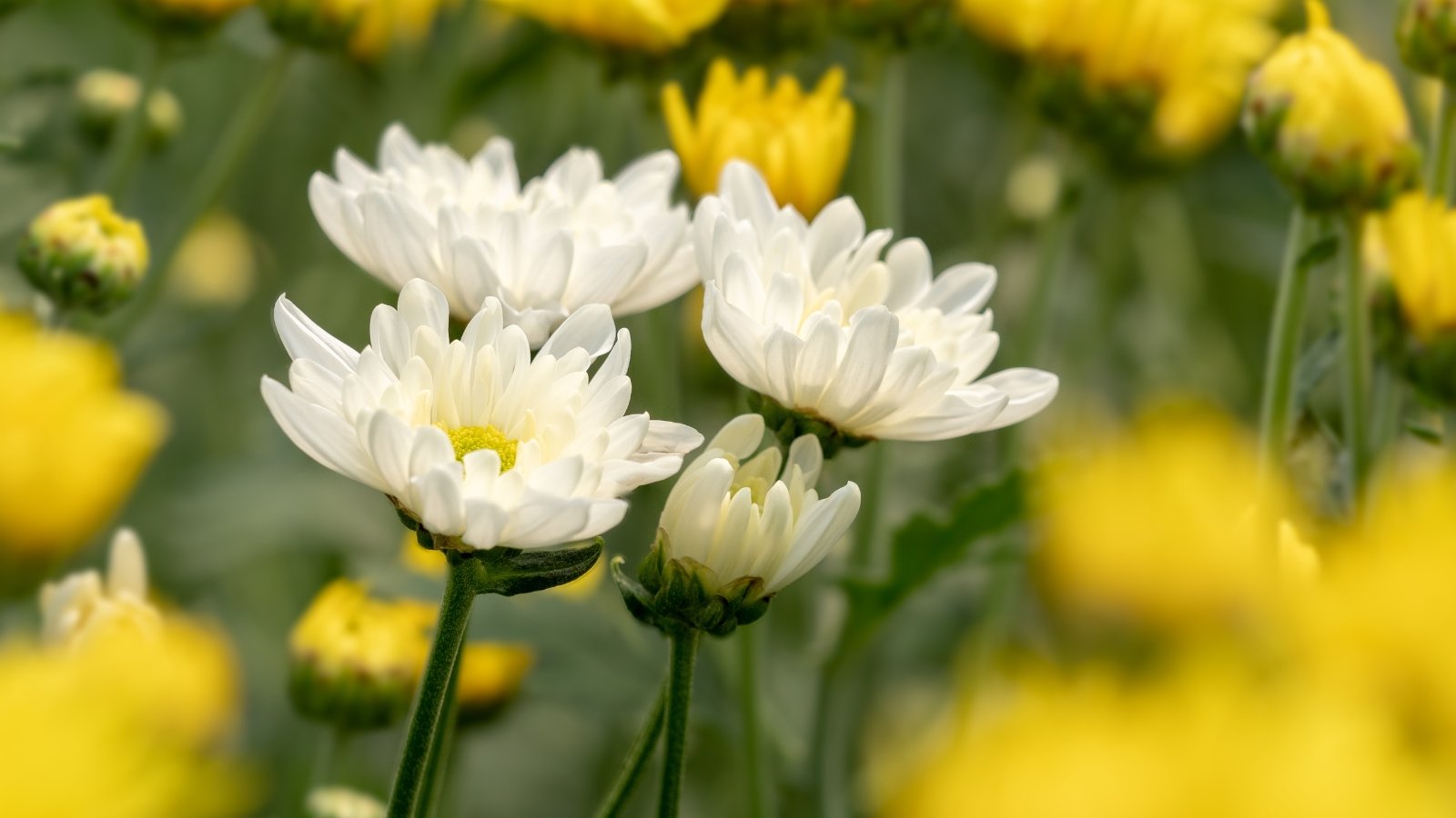 Delicate white flowers with thin petals bloom in clusters, standing tall against a background of blurred greenery.