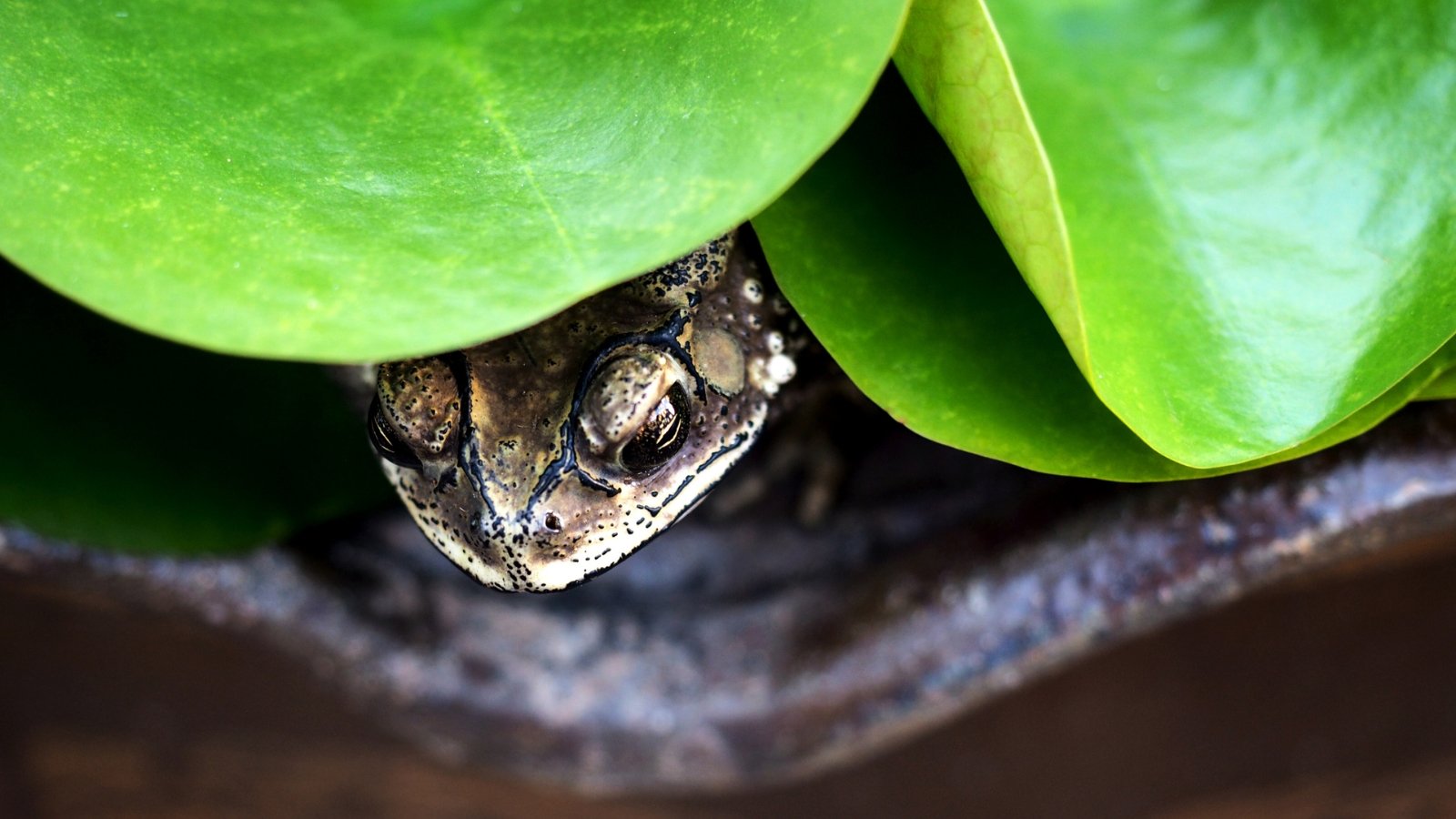 A small, round-eyed amphibian peeks out from beneath a broad, shiny green leaf, partially hidden in the shadows, its surroundings creating a natural shelter.