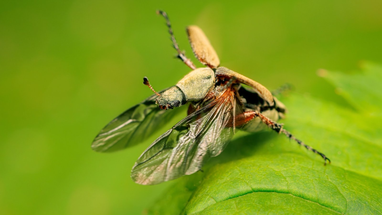 Macrodactylus beetle spreads its wings to take flight.