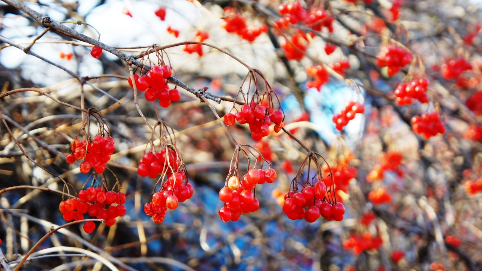 Small clusters of red berries hang from thin, bare branches. The ground below is scattered with brown, dried leaves, and in the background, there is a hint of frost and some patches of sky visible through the branches.