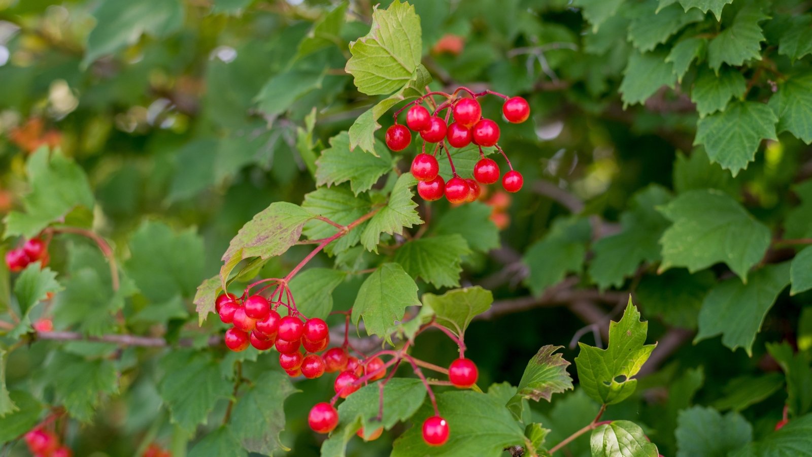 Bright red berries are nestled deep within a dense mass of green, lobed leaves. The leaves have rough, toothed edges and create a protective canopy for the berries, with sunlight filtering through the surrounding branches.