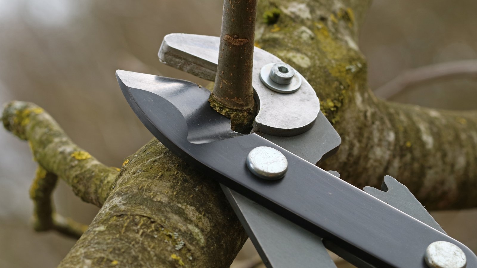 A close-up of a pruning tool slicing through a thick, bark-covered tree branch. The metal blades shine in the sunlight, contrasting with the rough texture of the branch, as green leaves sway gently in the background.