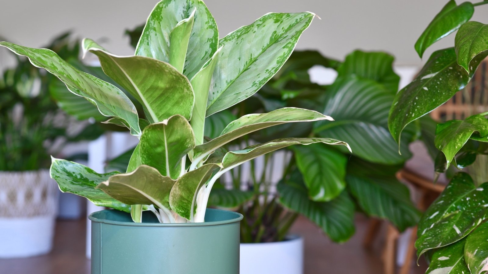 A vibrant indoor plant with large, smooth, and shiny green leaves sits in a light green pot on a wooden table, with more leafy plants visible in the soft-focus background.