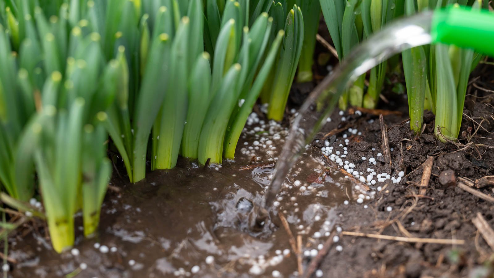 Water in fertilizer for bulbs using watering can in the garden.