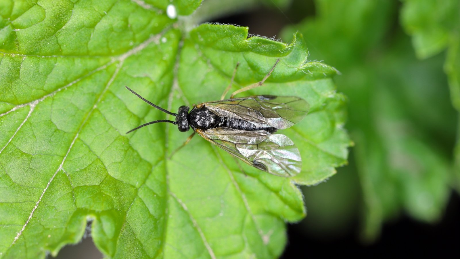 How one can Resolve and Cope with These Yard Pests