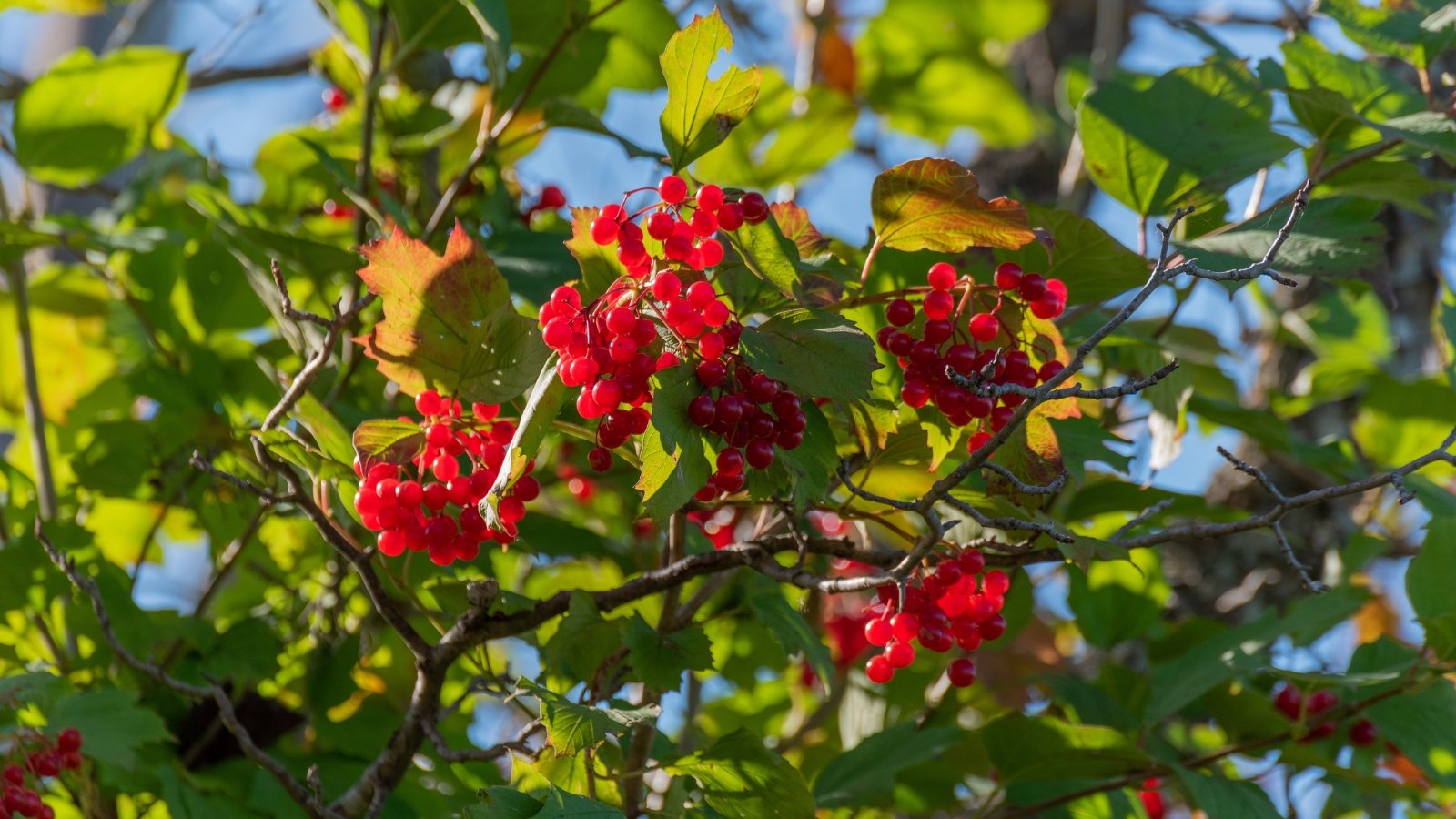 Suggestions on how one can Plant, Develop, and Deal with Highbush Cranberries