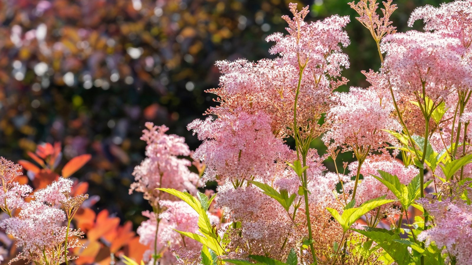 How one can Plant, Develop, and Handle Queen of the Prairie