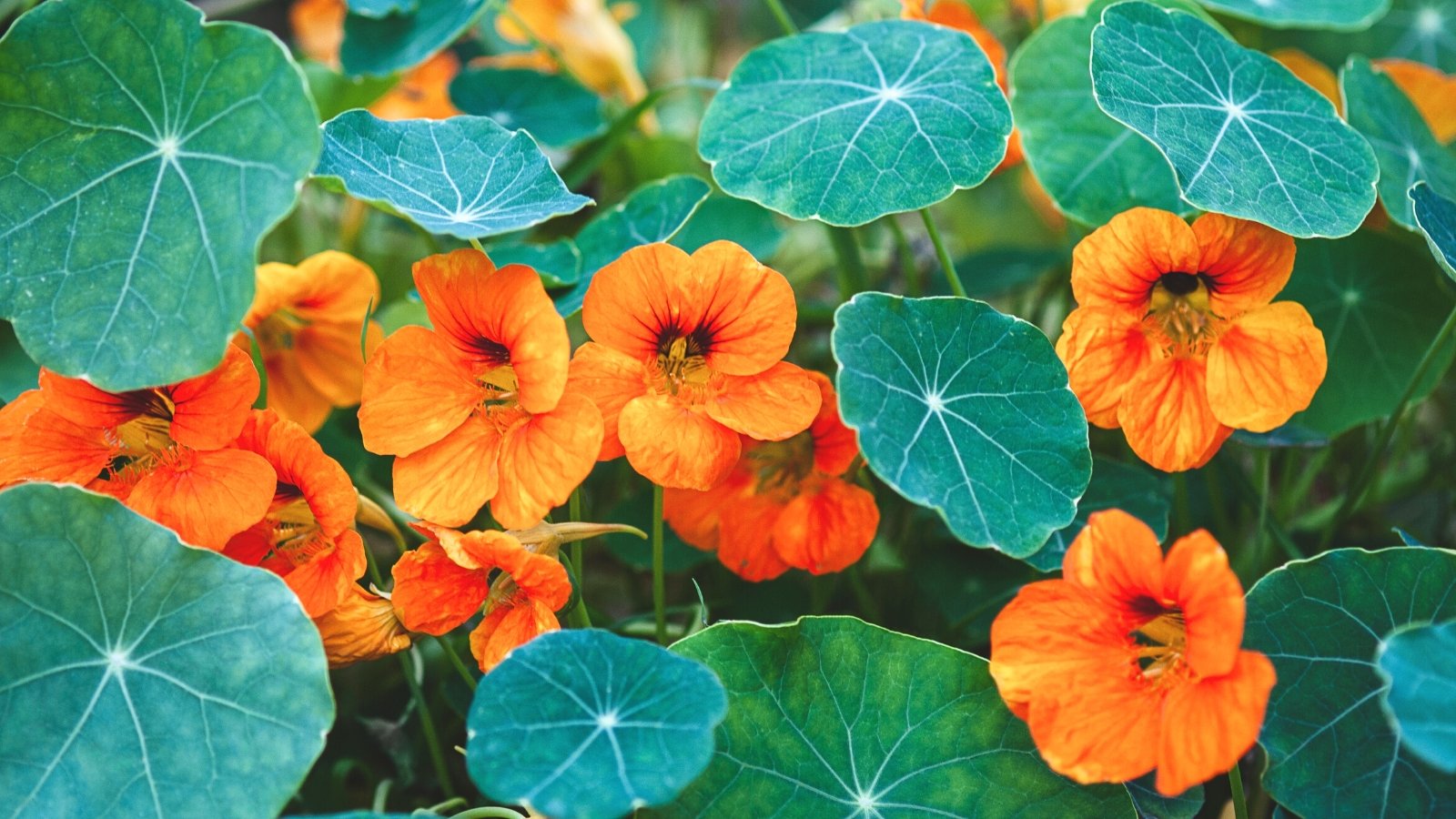 Do Nasturtiums Repel Pests?