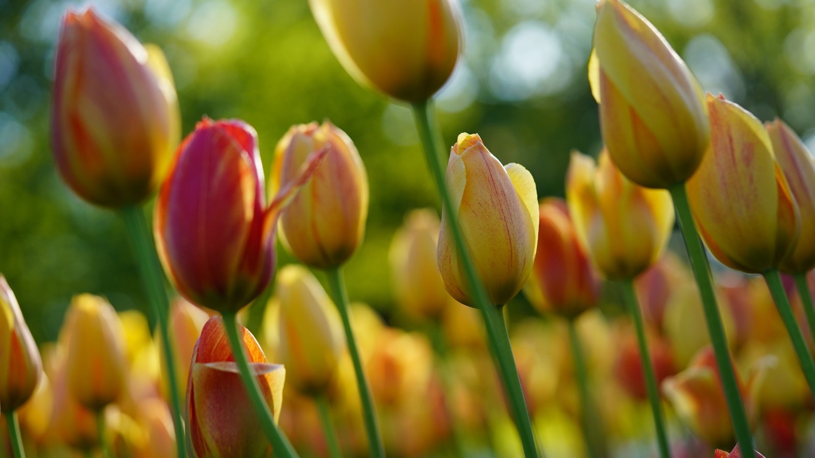 Close-up of blooming yellow tulips in a sunny garden. Yellow tulip flowers present a radiant and cheerful display with their bold, cup-shaped blooms adorned with smooth, sunny-yellow petals. The petals are decorated with red streaks and intricate patterns on the outside. These vibrant flowers typically rise on sturdy stems.