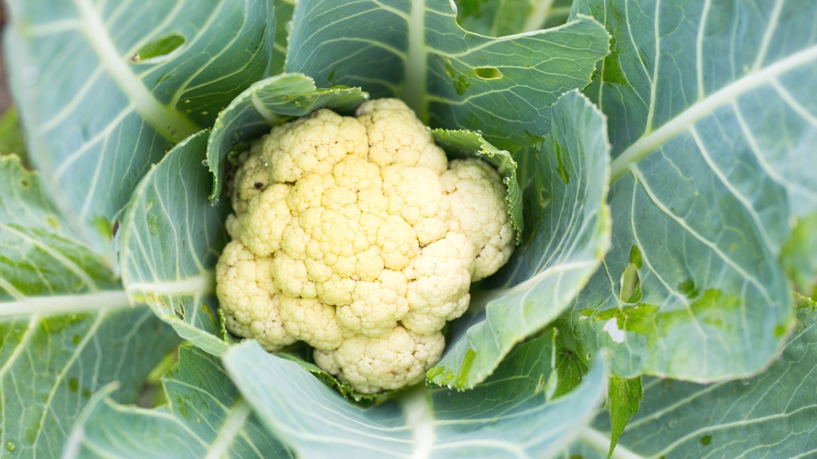 15 Companion Vegetation to Develop With Cauliflower