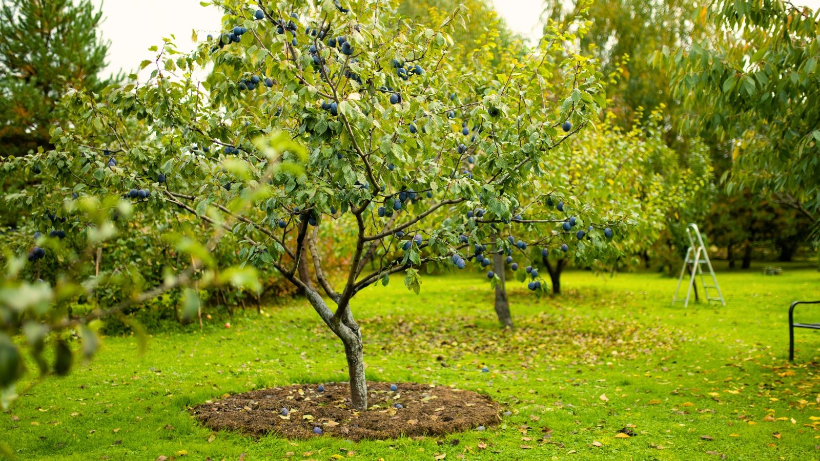 Fall Fruit Tree Care: A Full Information