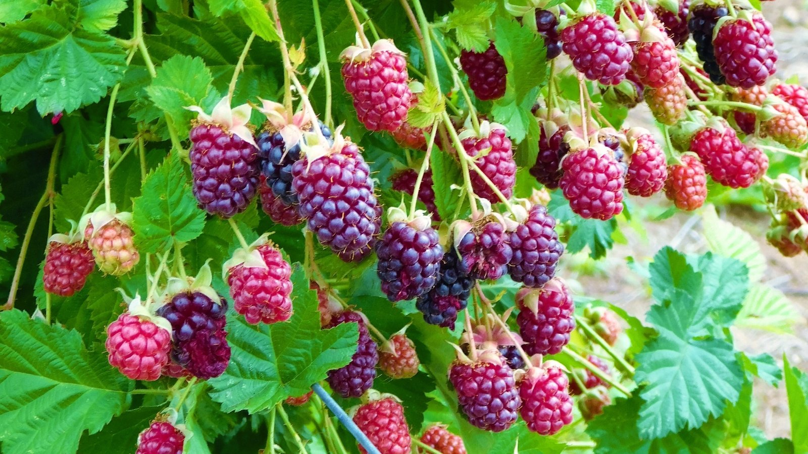 Among the best methods to Plant, Develop, and Deal with Marionberries