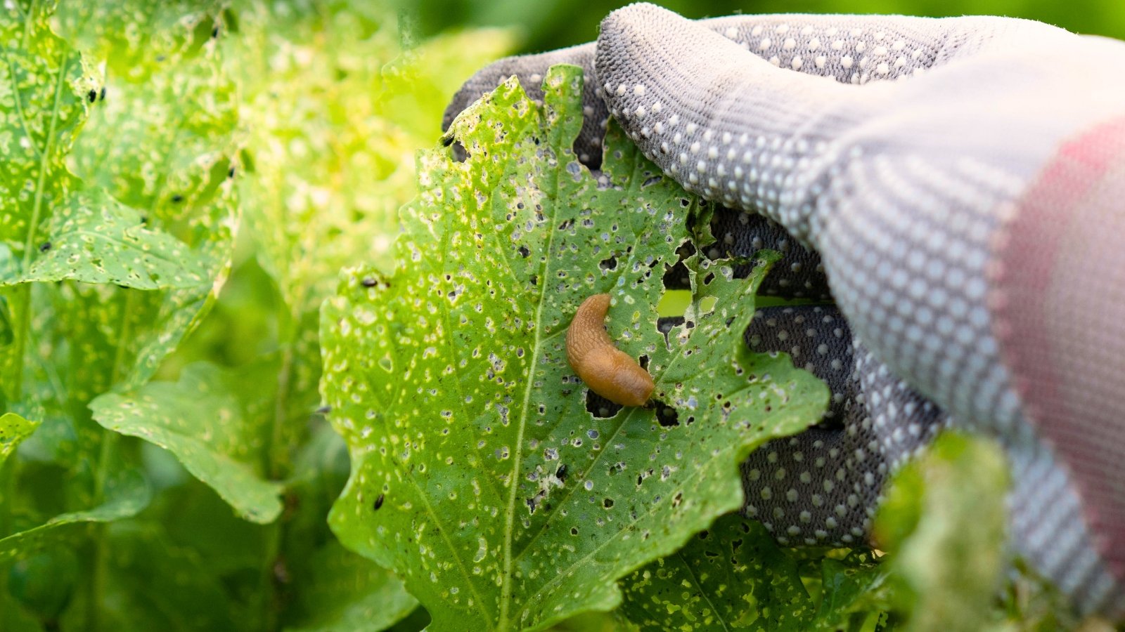 7 Errors to Keep away from When Stopping Yard Pests