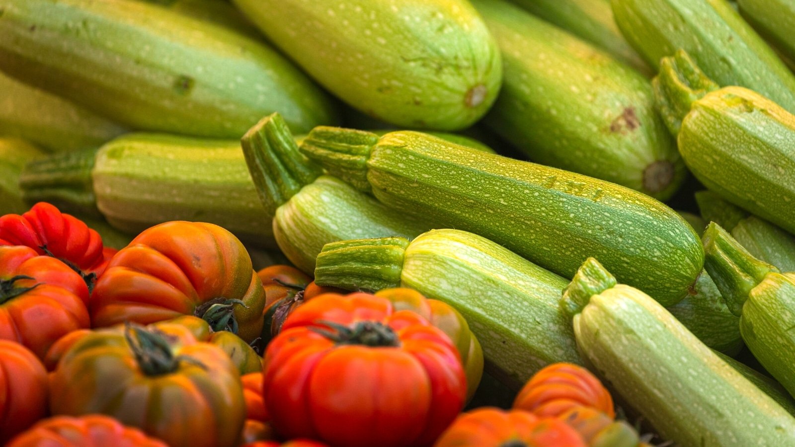 Should You Plant Zucchini With Tomatoes This Season?