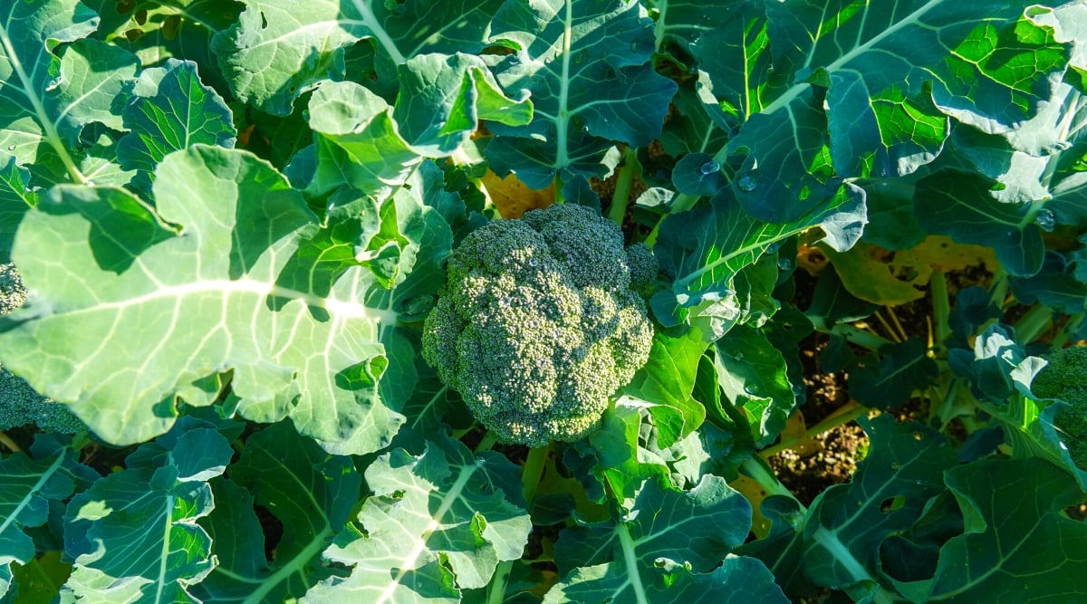 Top view, close-up of growing broccoli in a sunny garden. The plant has large, dark green, smooth leaves with frilled edges. The plant produces large, dense clusters of small, densely packed green-colored flower buds that are harvested as the edible part.