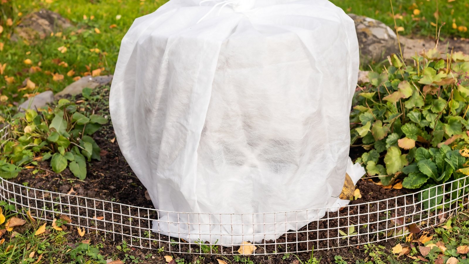 A circular garden bed surrounded by wire fencing, where the plants are completely covered with a white frost cloth, protecting them amidst the slightly overgrown ground cover.