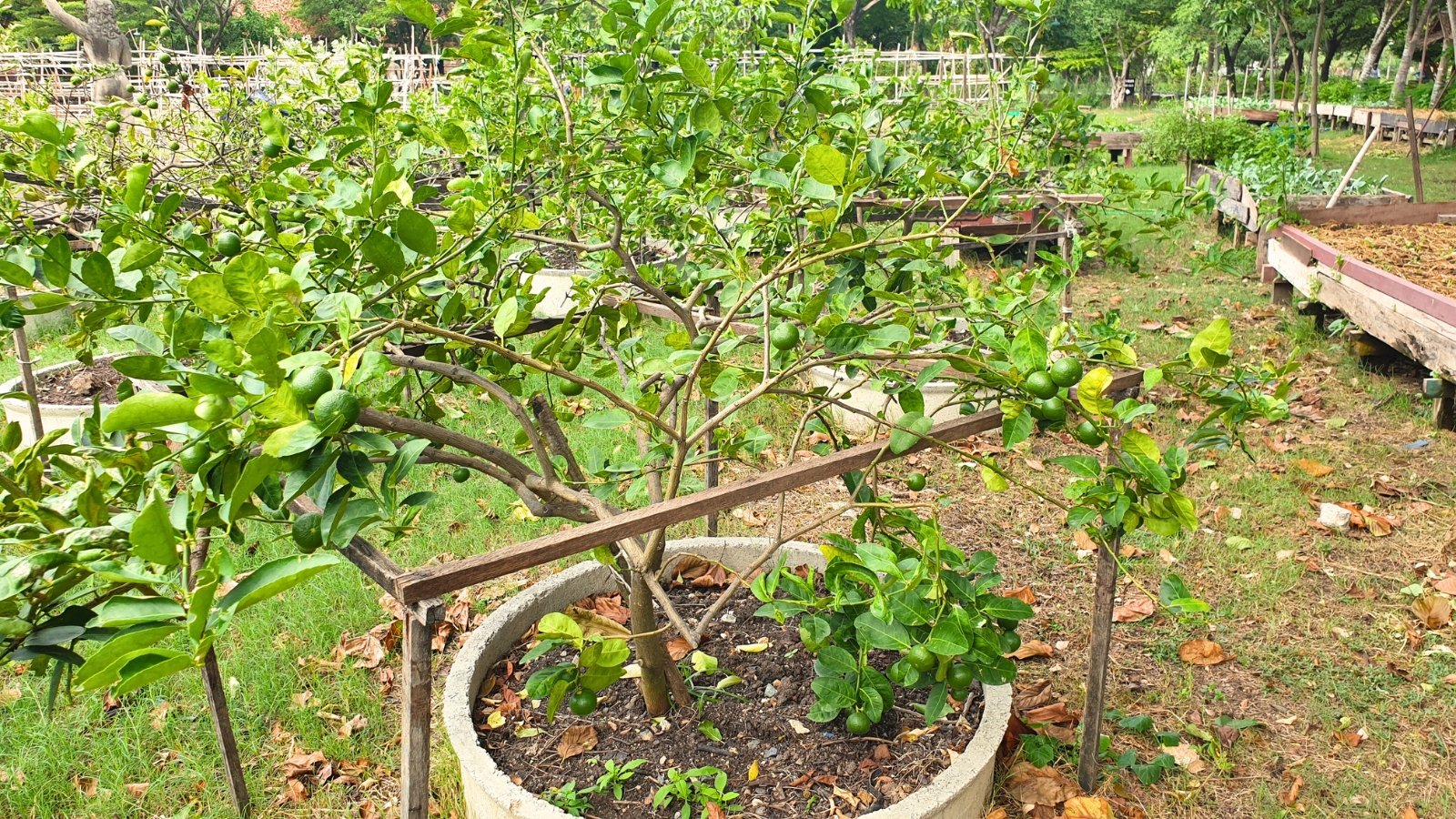 The kaffir lime tree growing in a raised bed in the garden features glossy, dark green leaves with a distinctive double-lobed shape and bears small, bumpy green limes.
