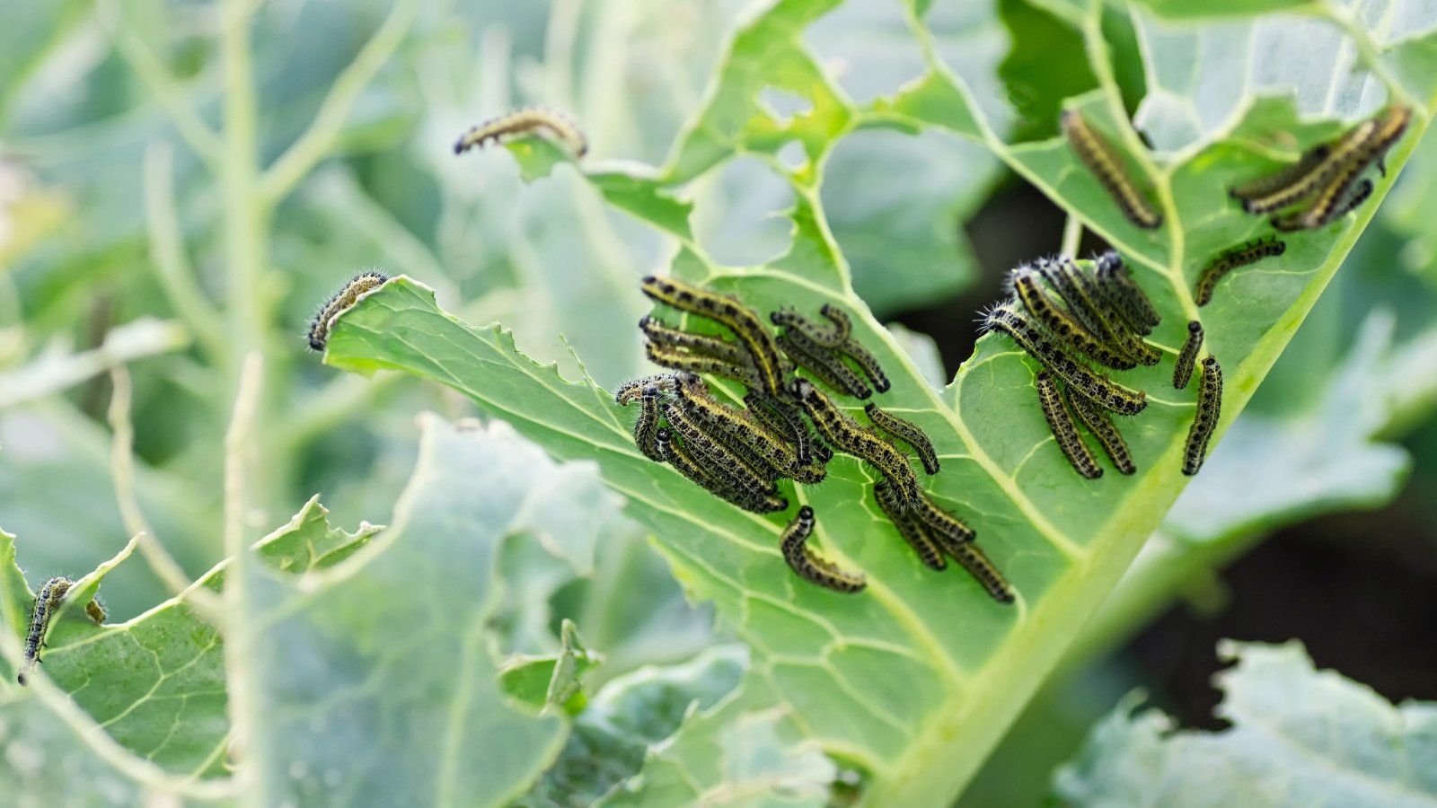 Close-up of cabbage butterfly larvae eating the leaves of the white cabbage, leaving behind large holes.